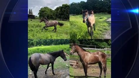 Southwest Ranches family fears 2 missing horses likely stolen, asks for animals’ safe return